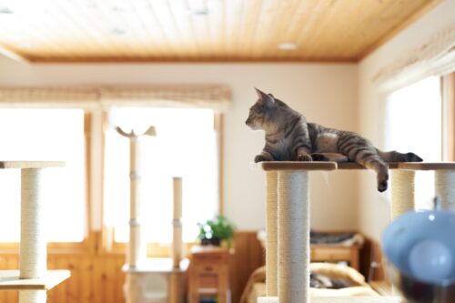 キャットタワーがある部屋